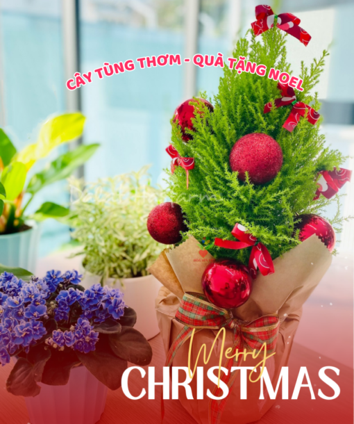 Cây Quà Tặng Noel (2)