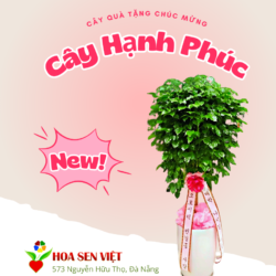 Cây Tặng Chúc Mừng đà Nẵng (4)