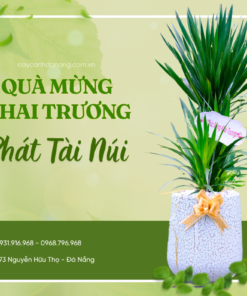 Cây Tặng Khai Trương Phát Tài Núi