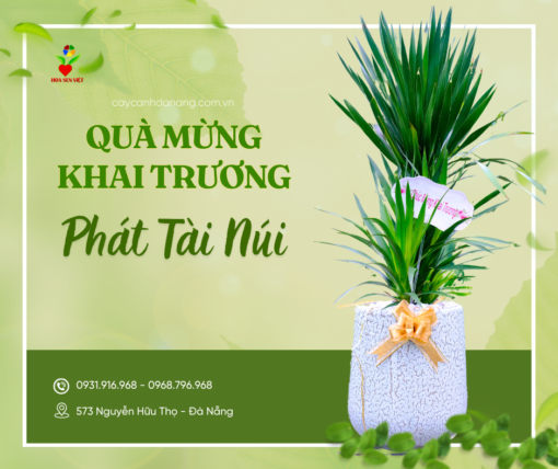 Cây Tặng Khai Trương Phát Tài Núi