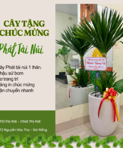 Cây Tặng Khai Trương Phát Tài Núi đà Nẵng