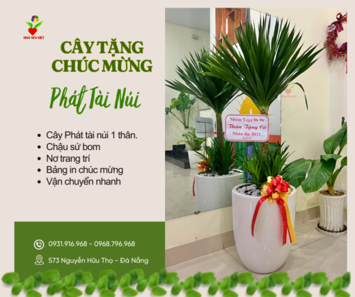 Cây Tặng Khai Trương Phát Tài Núi đà Nẵng