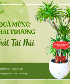 Cây Tặng Khai Trương Phát Tài Núi ở Đà Nẵng