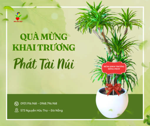 Cây Tặng Khai Trương Phát Tài Núi ở Đà Nẵng