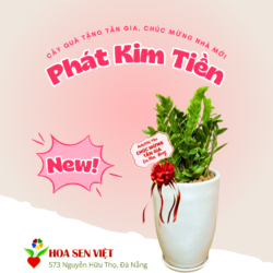 Cây Tặng Tân Gia Nhà Mới Cây Kim Tiền (3)