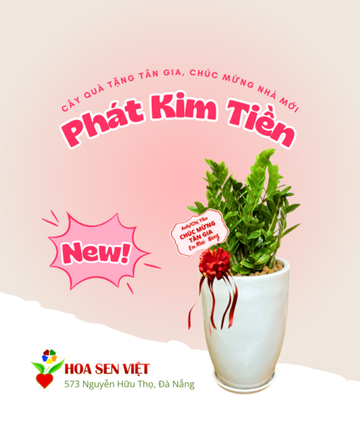 Cây Tặng Tân Gia Nhà Mới Cây Kim Tiền (3)