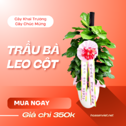 Cây Trầu Bà Leo Cột