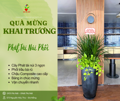 Chậu Cây Tặng Khai Trương Phát Tài Núi