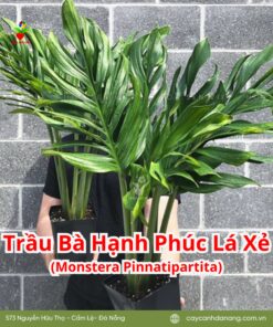 Trầu Bà Hạnh Phúc Lá Xẻ