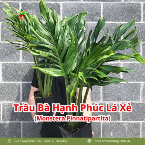 Trầu Bà Hạnh Phúc Lá Xẻ