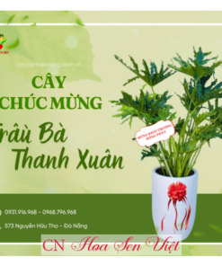 Trau-ba-thanh-xuan-cay-chuc-mung