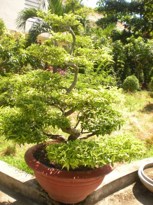 Cây Mai Chiếu Thủy Bonsai 1