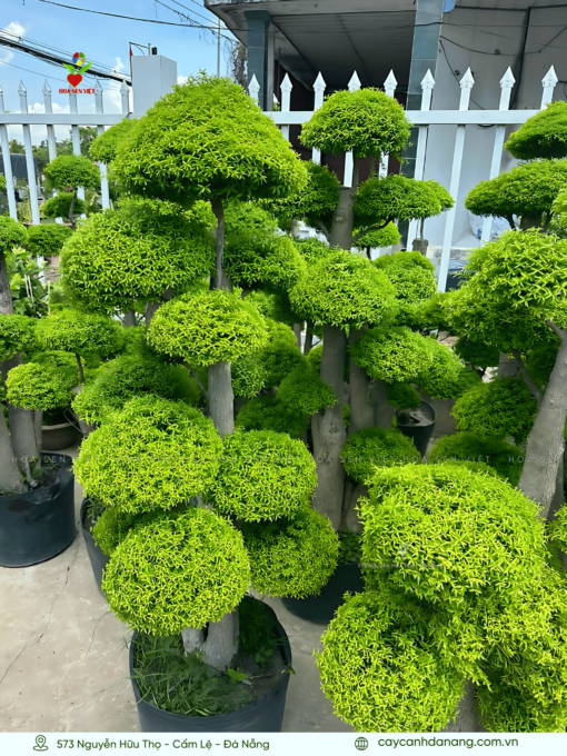 Cây Mai Chiếu Thủy Bonsai