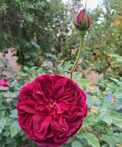 Hoa Hồng Darcey Bussell 3