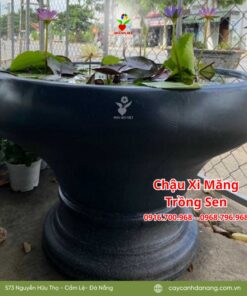 Chậu Chén Trồng Sen đà Nẵng