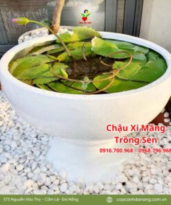 Chậu Chén Xi Măng Trồng Sen