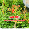 Dây Lan Tiêu đà Nẵng