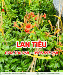 Dây Lan Tiêu đà Nẵng