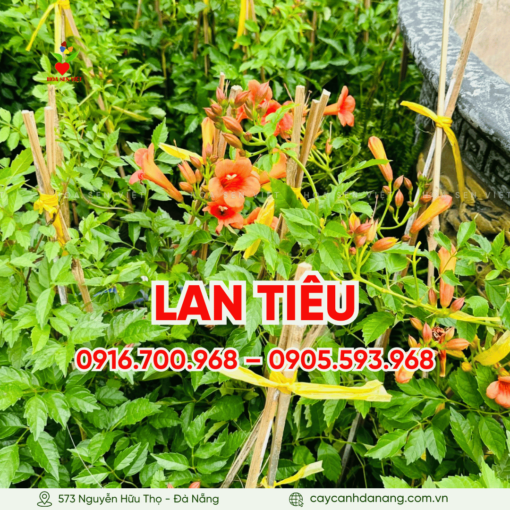 Dây Lan Tiêu đà Nẵng