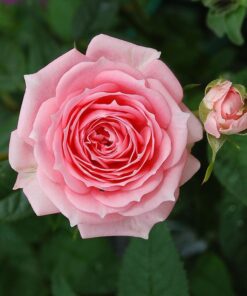 Hoa Hong James Galway Rose 2