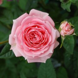 Hoa Hong James Galway Rose 2