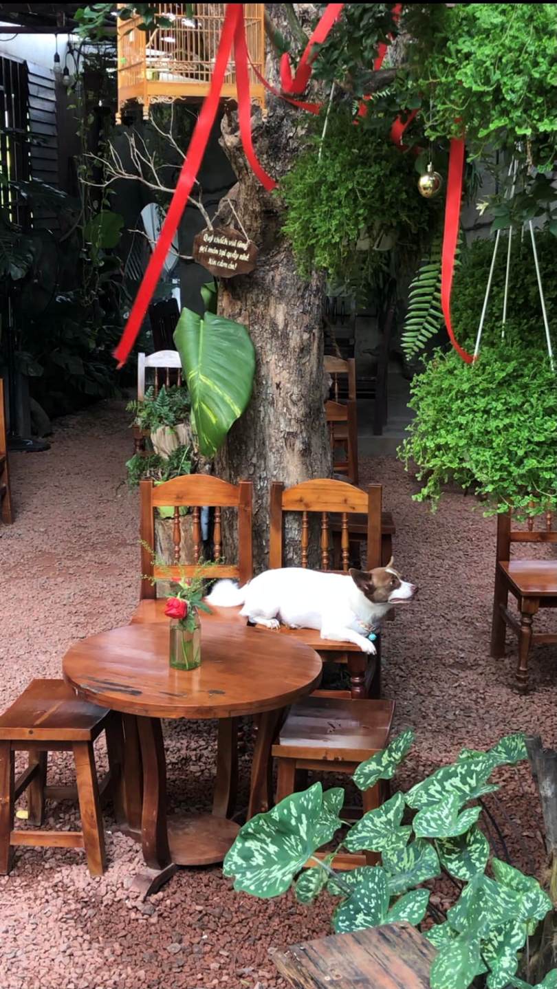 Quán Cafe Nhiệt đới đà Nẵng 10