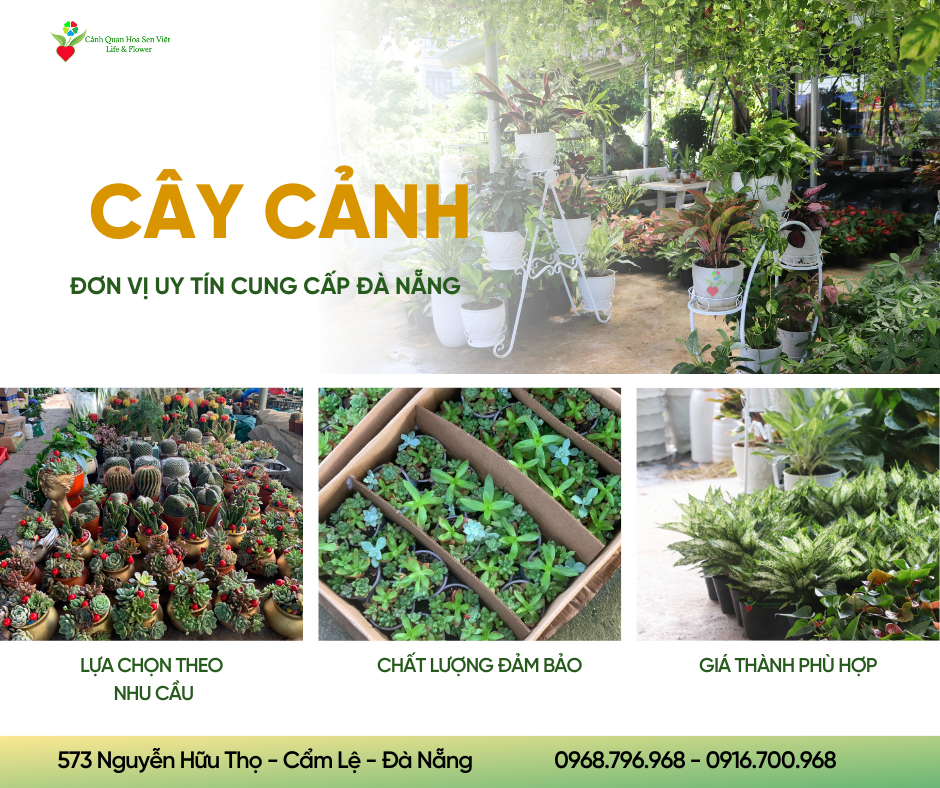 Cay-canh-da-nang-gia-re