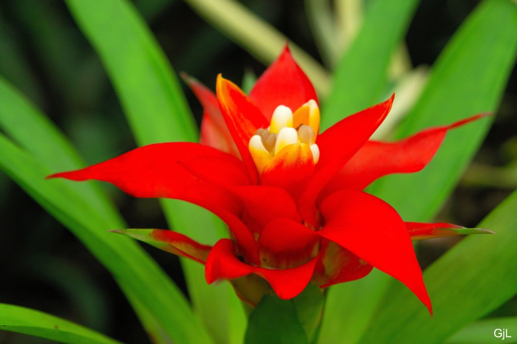 Guzmania