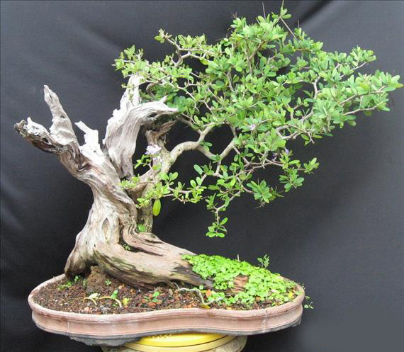 Kỹ Thuật Lão Hóa Bonsai