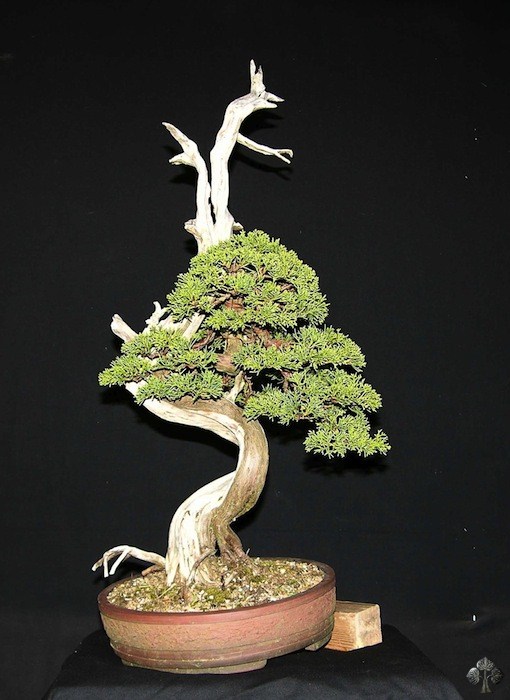 Kỹ Thuật Lão Hóa Bonsai