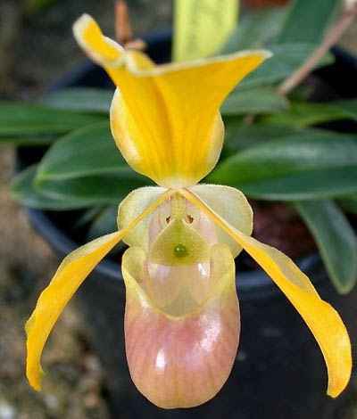 Paphiopedilum-helenae-lan-hai-helen