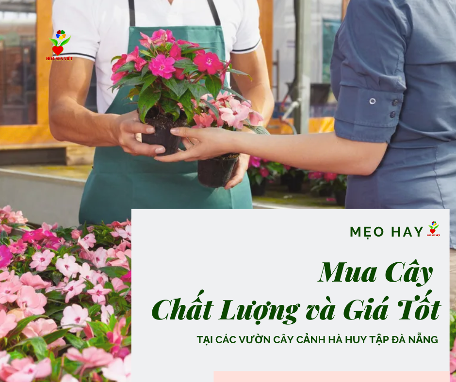 Tip-mua-cay-vuon-cay-canh-ha-huy-tap-da-nang