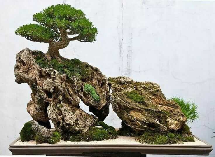 Bonsai Om Da