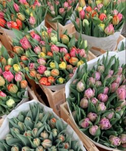 Các Loại Hoa Tulip ở đà Nẵng