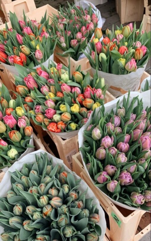 Các Loại Hoa Tulip ở đà Nẵng