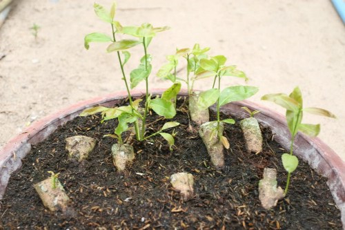 Cach_trong_cay_bonsai_dep_tu_re_goc_than_canh_den_ngon_1