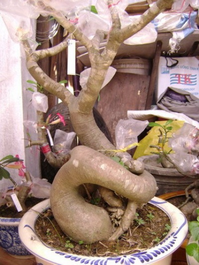 Cach_trong_cay_bonsai_dep_tu_re_goc_than_canh_den_ngon_2