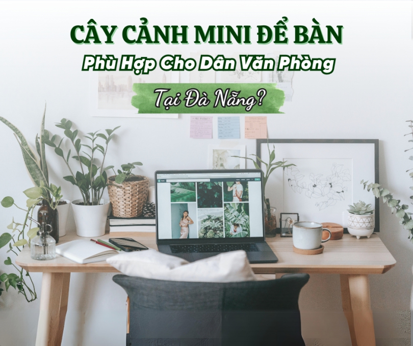 Cay Canh Mini De Ban Da Nang