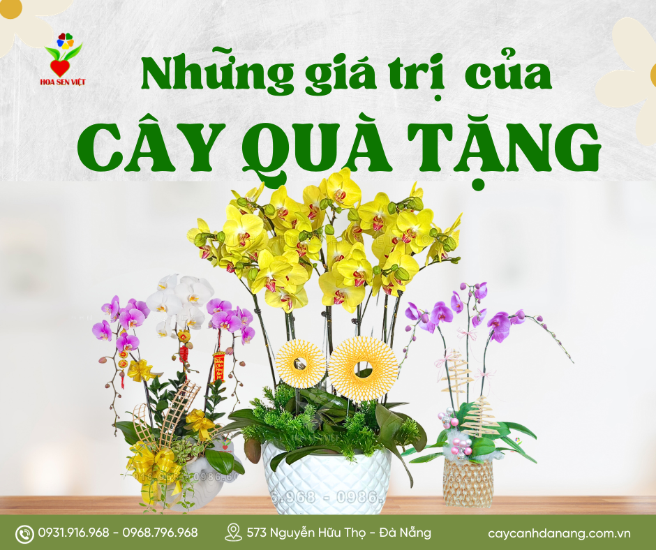 Cay-qua-tang-da-nang (3)