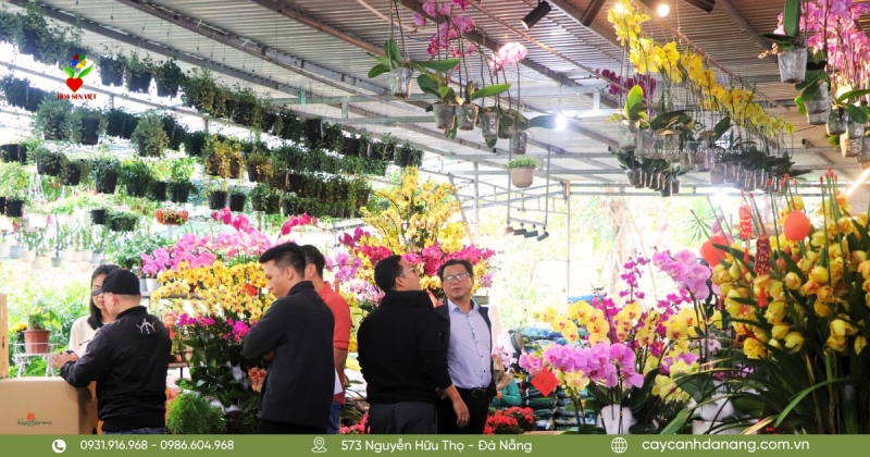 Cua Hang Cay Canh O Da Nang Hoa Sen Viet