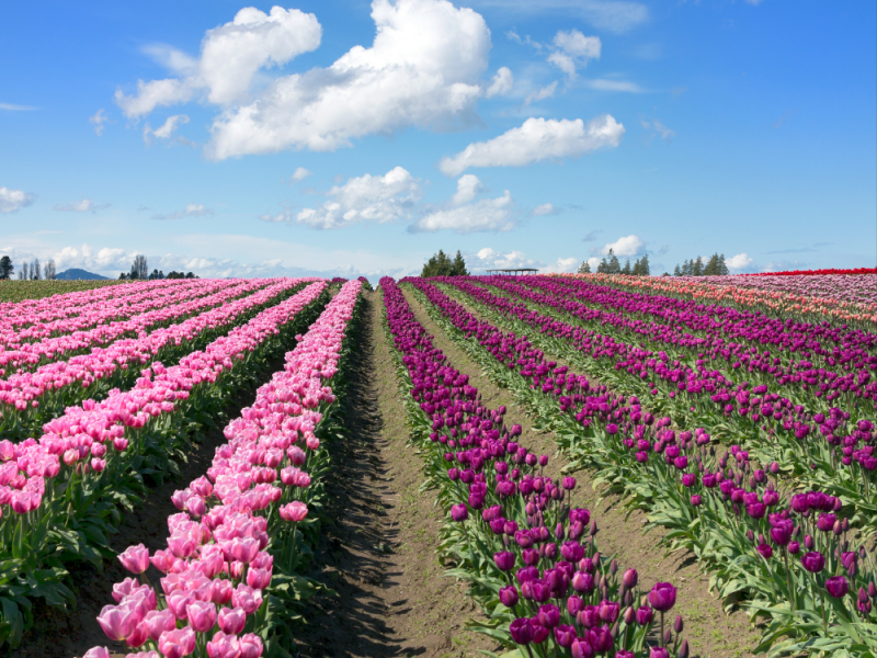 Gia Ban Hoa Tulip O Da Nang Hoa Sen Viet