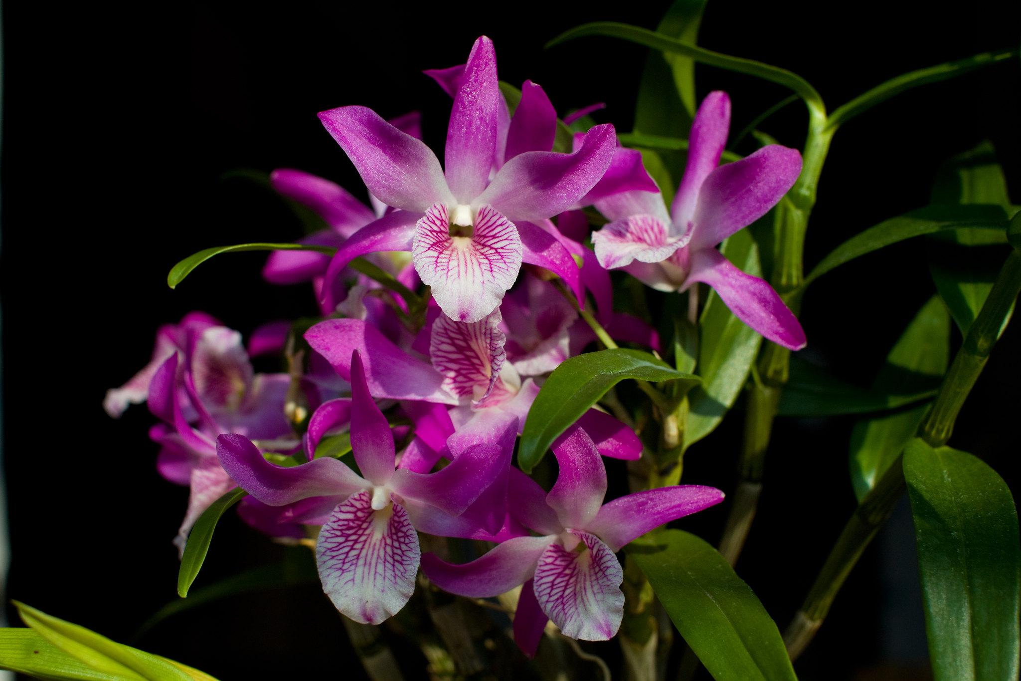 Giống Lan Dendrobium O Da Nang