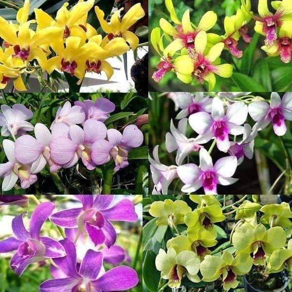 Giống Lan Dendrobium