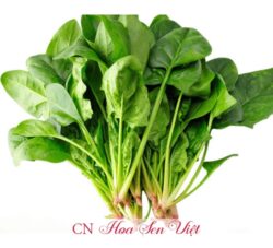 Hạt Giong Cai Bo Xoi 1