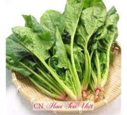 Hạt Giong Cai Bo Xoi 3