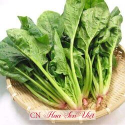 Hạt Giong Cai Bo Xoi 3
