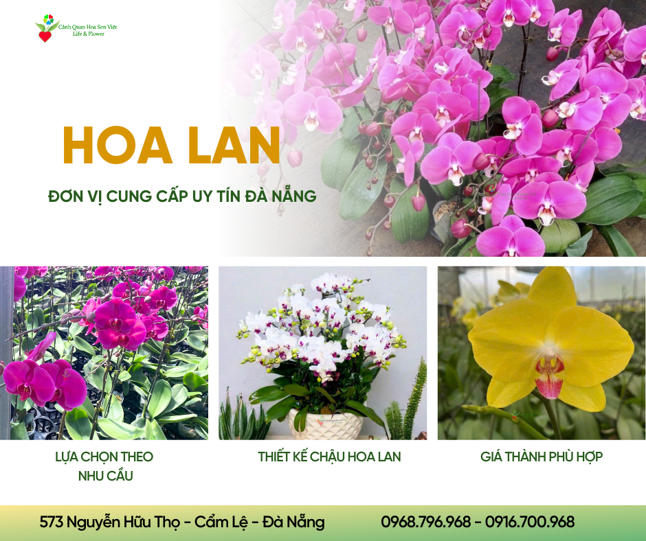 Hoa-lan-da-nang (3)(1)