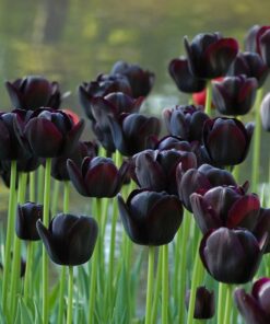 Hoa Tulip màu đen ở Đà Nẵng