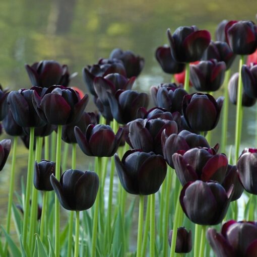 Hoa Tulip màu đen ở Đà Nẵng