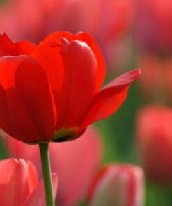 Hoa Tulip đỏ đà Nẵng Giá Sỉ Lẻ